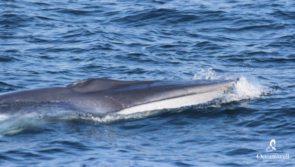 First Sighting of Rare Whale in New Waters